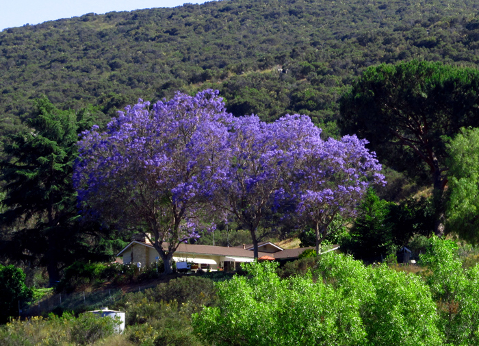 Wordpress weekly photo challenge: Purple - Jacaranda tree in San Diego