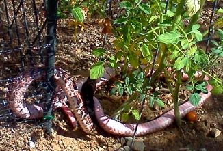 Unidentified snake with black head, pink belly and brown spots on back