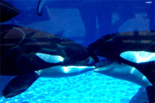 WordPress weekly photo challenge: Kiss - killer whales kissing at SeaWorld