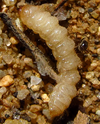 Ant attacking larva