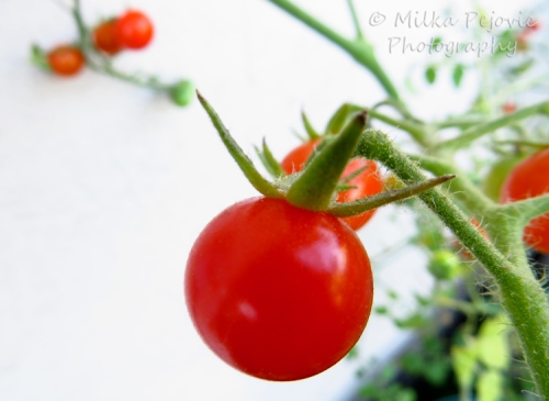 WordPress weekly photo challenge: Fresh cherry tomatoes