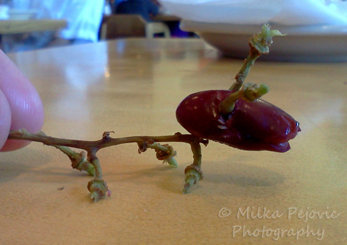Food art: grape and bean dog