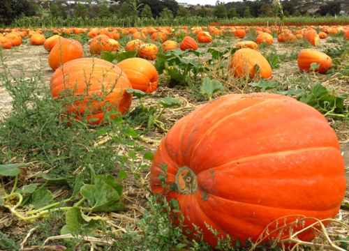 Field of giant pumpkins