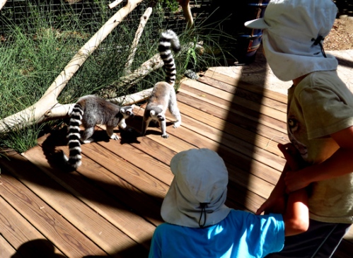 Lemur walk at the San Diego Zoo Safari Park