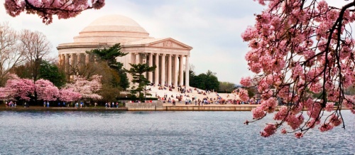 Cherry blossoms in Washington DC - courtesy of Jet Blue