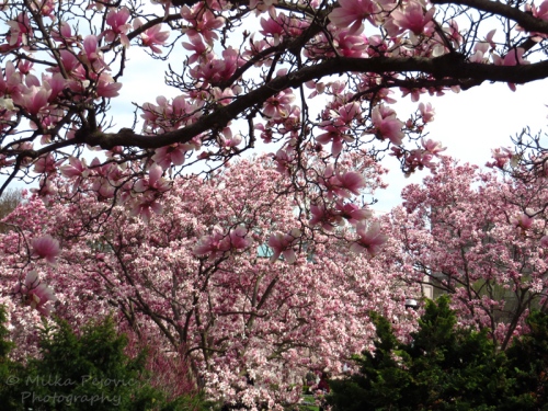 Pink magnolia blooms - tulip tree blossoms in Washington DC