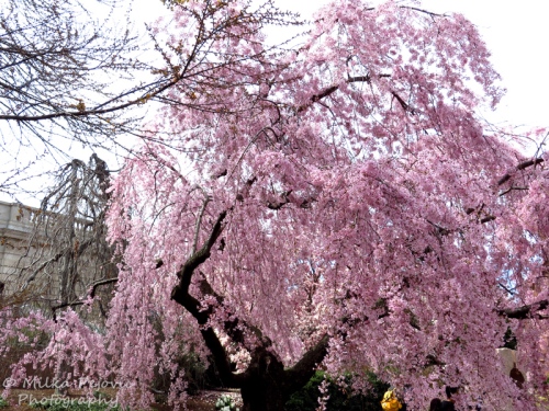 Pink cherry willow blossoms in Washington DC