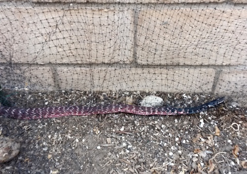 Red coachwhip snake in our backyard